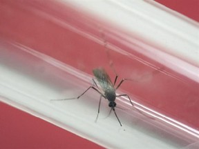 In this Monday, May 23, 2016 photo, an Aedes aegypti mosquito is kept in a glass tube at the Fiocruz institute which has been screening for mosquitos naturally infected with the Zika virus in Rio de Janeiro, Brazil. For every 100 pregnancies involving women infected early in their pregnancy, 1 percent to 15 percent will develop severe birth defects, according to the U.S. Centers for Disease Control and Prevention. (AP Photo/Felipe Dana)