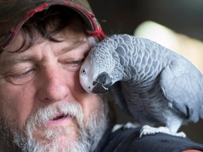 Roy Nordal cuddles up to a African Grey bird at the World Parrot Refuge in Coombs on Friday.