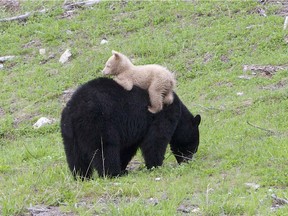 A creamy white bear cub was spotted with its black bear mom in Whistler last week. [PNG Merlin Archive]