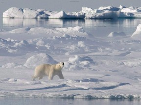A polar bear stands on an ice floe in Baffin Bay. Arctic ice is melting faster and earlier than normal this year.
