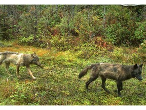 A rise in wolf activity at Long Beach in Pacific Rim National Park Reserve near Tofino has prompted Parks Canada officials to issue a public advisory.