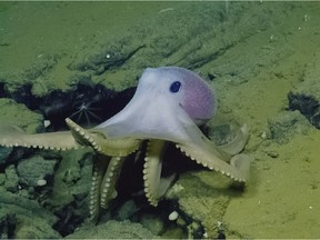 An octopus defending its garden in the Endeavour hydrothermal vent area of the Juan de Fuca Ridge.