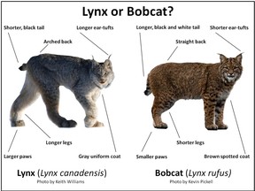 Biology masters student T.J. Gooliaff is studying the range of bobcats and lynx and charting their response to climate change.