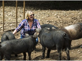 Cathy Finley, owner of Laurica Farms, with her pigs.