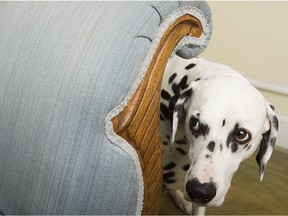 Anxious dog peeking from behind a chair.