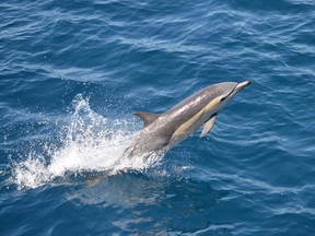 A short-beaked common dolphin breaks the surface of the water in a handout photo. A Seattle-based ecotourism group says the effects of global warming may be responsible for a unique sighting in the usually chilly northwest coast waters of the Salish Sea, south of Victoria.