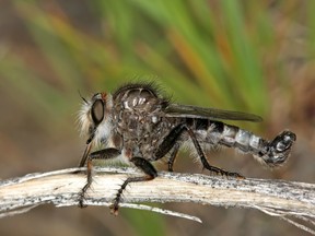 The Okanagan efferia is now on Canada's Species At Risk list. It's a predatory brown fly, up to two centimetres, with striking orange-golden bristles behind their eyes.