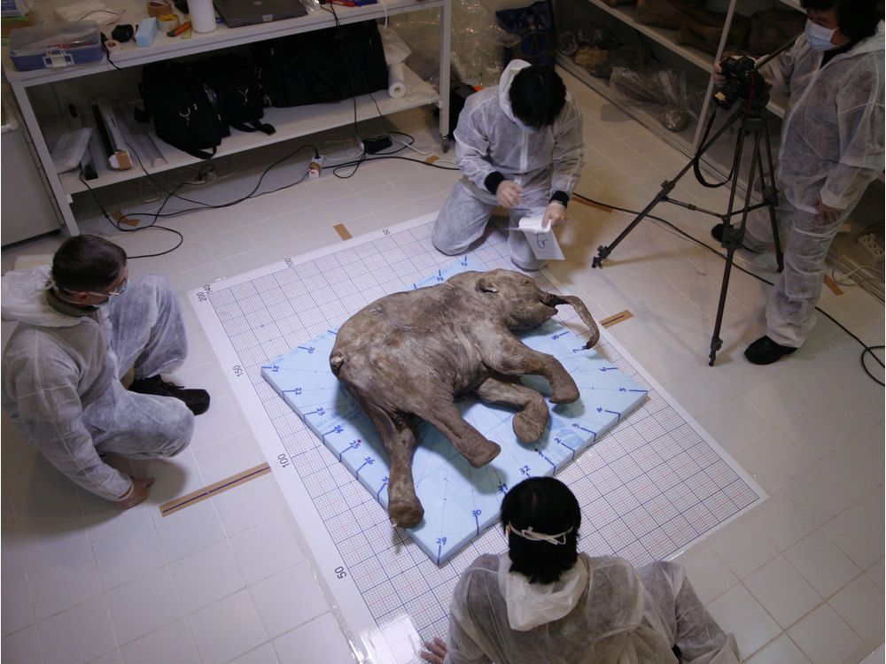 The Royal BC Museum's woolly mammoth to get some baby company ...