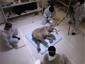 January 2008. Scientists in Japan studying a female baby mammoth which lived 37,000 years ago. [PNG Merlin Archive]