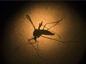 he Aedes aegypti mosquito transmits Zika virus. It is the same mosquito that also transmits dengue, chikungunya and yellow fever.