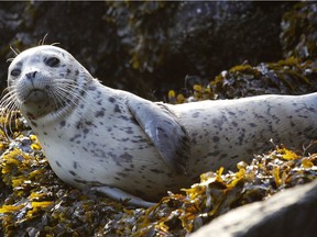 A seal pup. The Vancouver Aquarium is treating 50 stranded seal pups, and dozens more are expected through the summer months.