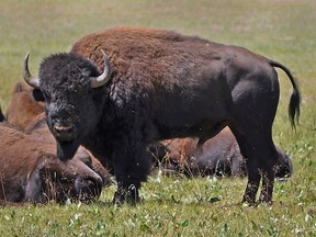Bison were crucial to existence of First Nations.
