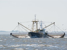 Rogue fishing vessels that illegally harvest seafood — including those flagged by international watchdogs — are still being insured, according to research at the University of B.C.