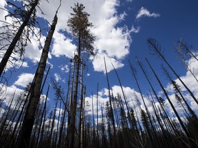 Fire ravaged trees just outside Fort McMurray along Highway 63.