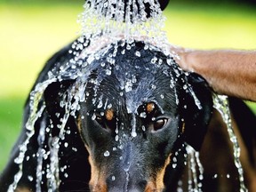 TO GO WITH AFP STORY BY ISABELLE TOUSSAINT (FILES) -- A file photo taken on August 19, 2012 shows a person spraying water on a dog in Godewaersvelde, northern France, as France sweltered under a summer heatwave.