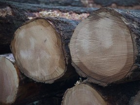 A Vancouver Island First Nation has been awarded $13.9 million after a tribunal ruled Canada "failed completely" in its duty to consult over a logging licence.