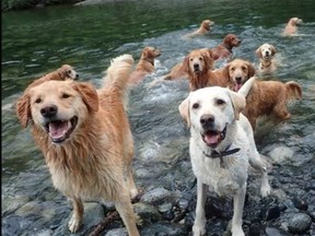 Nanaimo dog walker Kim Sirett took 13 Golden Retrievers, and a yellow Labrador, for swim day at the Nanaimo River.