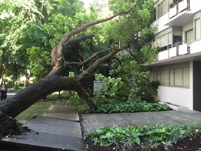 A large tree fell in Vancouver's West End on Thursday, crashing into two apartment buildings. No one was injured.