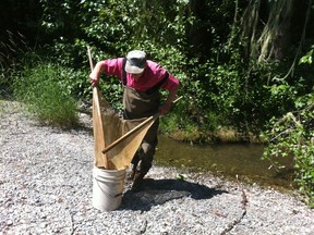 Joe Saysell at work on the offshoots of the Cowichan River in 2015, saving fingerlings by moving them to the main channel.