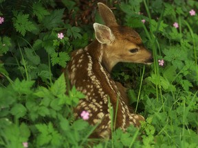 Aggressive deer are being blamed for two separate attacks on dogs and their owners in Saanich.