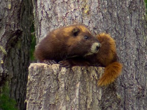 Experts monitoring the critically endangered Vancouver Island marmot say three dozen of the animals have died over the winter in the central island region of Strathcona.