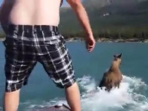 Jaysun Pinkerton and Bradley Crook, both of Fort St. John have been convicted following an investigation into a 2014 video that showed the pair harassing a moose attempting to swim across a lake near Fort Nelson.