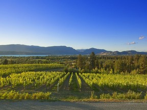 Tantalus Vineyards is the oldest continuously producing vineyard in British Columbia.