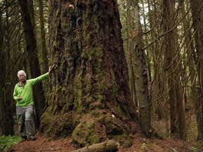 Forest ecologist Andy MacKinnon, talks about an old Grand Fir tree which stands up to 50-metres tall in the Coastal Douglas-Fir zone at Francis/King Regional Park in Saanich, B.C., Thursday, May 26, 2016.