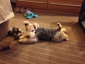 Pete McMartin's dog, Bess, who leaps and barks at the TV screen when an animal appears, despite yells of frustration from her owner. There is increasing evidence that animals can suffer emotional abuse.