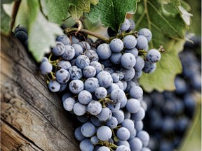 The best examples of Cabernet Sauvignon wines have abundant soft tannins with great flavour concentration and complexity.