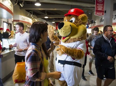 VANCOUVER,BC:JUNE 20, 2016 -- Bob Brown Bear great fans at Nat Bailey Stadium on opening night of Vancouver Canadians baseball as they take on the Everett AquaSox in Vancouver, BC, June, 20, 2016.