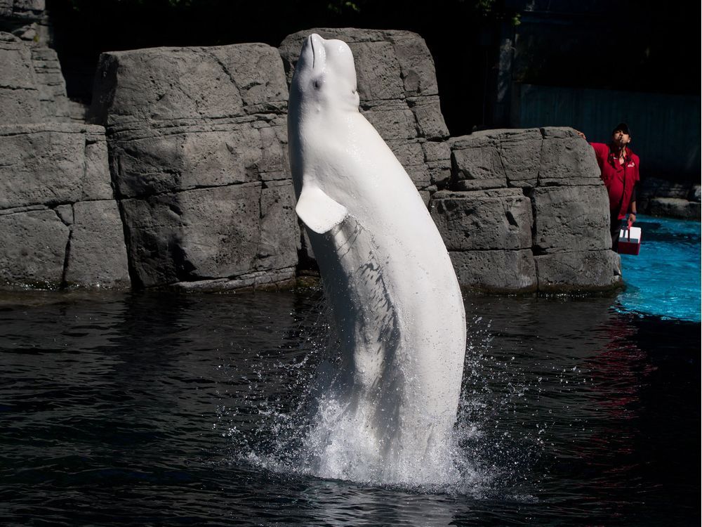 Beluga watches you sleep 