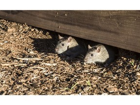Rats peek out from a garden box in Vancouver. The little critters can be cute, but they're still rats, dammit.