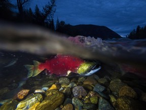 Spawning sockeye salmon are seen making their way up the Adams River in Roderick Haig-Brown Provincial Park near Chase, B.C.