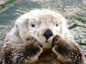 Nyac the sea otter is a survivor of the Exxon Valdez oil spill in 1989.