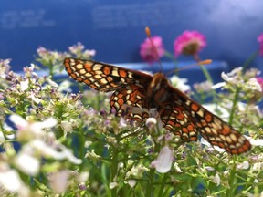 Taylor's Checkerspot butterflies are making a comeback in B.C. — Caroline Feischl