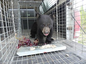 One of three orphaned bear cubs trapped and transported for care by the Northern Lights Wildlife Shelter in Smithers, B.C., which now has a record 16 cubs in its care.