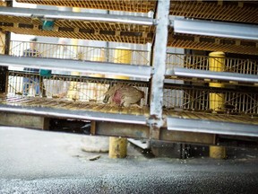 The B.C. SPCA is investigating after a chicken allegedly went through a crate sanitizer at Hallmark Poultry in Vancouver.