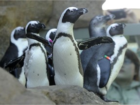 Six African Penguins explore their new environment at the Vancouver Aquarium in Vancouver, BC., May 17, 2012.