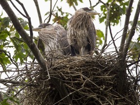 Young herons in their nests await lunch at the Stanley Park heron colony, in Vancouver on Tuesday.