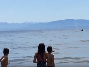 Sechelt resident Ken Custance captured the extremely close encounter with orcas on his smartphone while his three children continued to splash around.