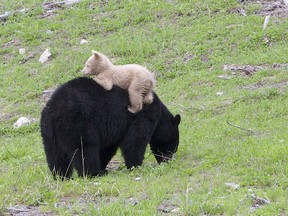 A creamy white bear cub was spotted with its black bear mom in Whistler in early June.