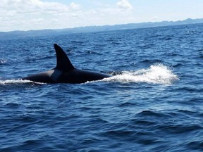 An orca whale is shown near Burgeo off the coast of Newfoundland and Labrador in this Saturday, July 9, 2016 handout photo. A father-daughter fishing trip was interrupted by a brush with danger after the family's boat was encircled by a pack of orcas off the coast of Newfoundland and Labrador. THE CANADIAN PRESS/HO - Elizabeth Strickland *MANDATORY CREDIT* ORG XMIT: CPT110