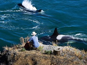For some close encounter while whale watching head to Galiano Island. Karoline Cullen