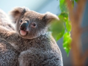 FRANCE-BIRTH-PARK-KOALA