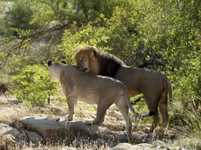 A sighting of the mating pair of lions on our last game drive in Karongwe Private Game Reserve, Limpopo Province, South Africa.