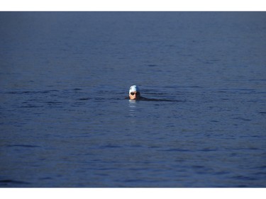 A swimmer in the 2016 Ironman Canada in Whistler, B.C.