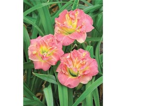 Garden Collections 2016 Double Double Daylily Collection — Hemerocallis Moses Fire.