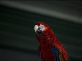 A bird at the World Parrot Refuge in Coombs, B.C. Hundreds of the parrots have been rescued and are due for adoption.