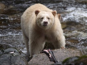 A Kermode bear, better know as the Spirit Bear, is shown with its catch of salmon in the Riordan River on Gribbell Island in the Great Bear Rainforest.